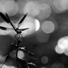 Motylice leskla - Calopteryx splendens - Banded Demoiselle 2446bw